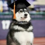 Why You Should Value canine education