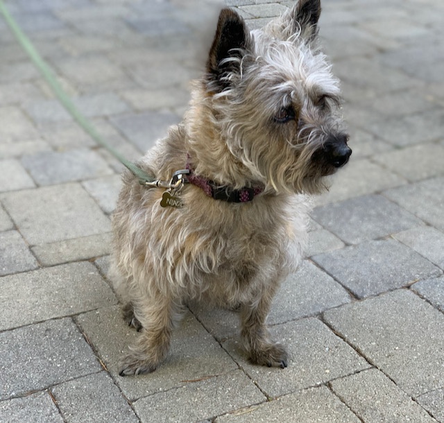 Consistency in Dog Training - Nina the Terrier