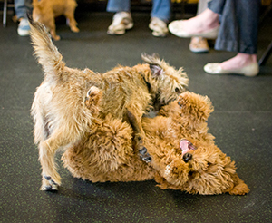 Inquisitive Canine Puppy Social