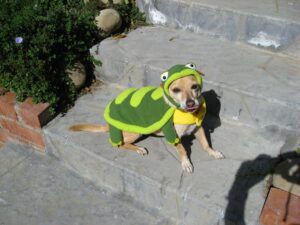Poncho Turtle Costume