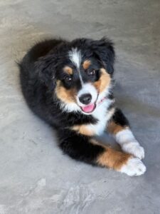 aussie puppy lying down