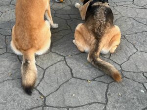 Two German Shepherd tails