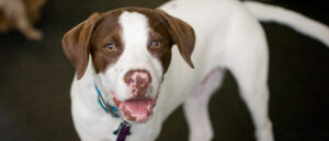 Inquisitive Canine Pawsitive Cultural Shift