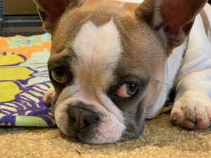 frenchie puppy