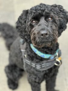 Doodle Sitting to Greet