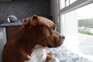 Separation Anxiety in Dogs