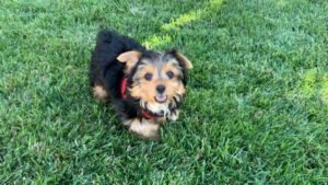 Small terrier in grass
