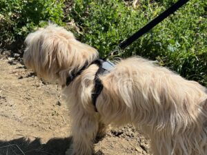 north star dog harness grey large