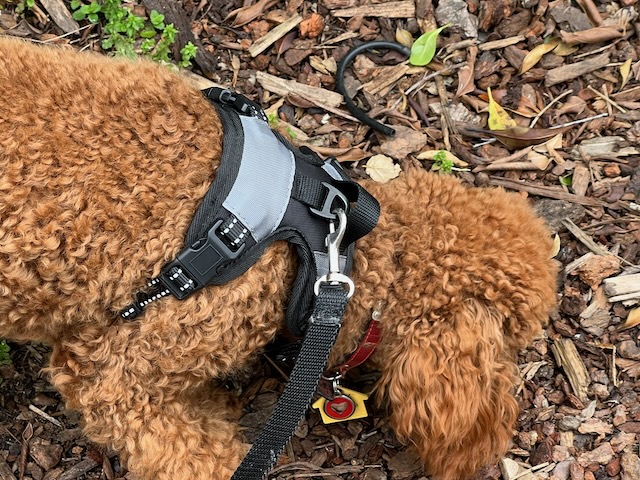 poodle walking