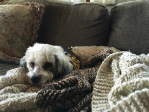 Inquisitive Canine Before You Adopt a Dog