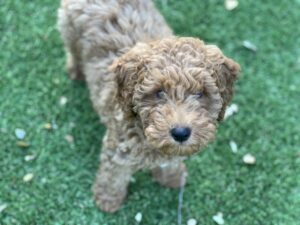 Inquisitive Canine House-Training Puppies