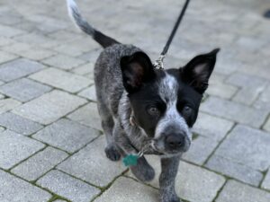 Leash Walking Puppy - Inquisitive Canine