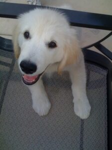 Teaching Your New Puppy