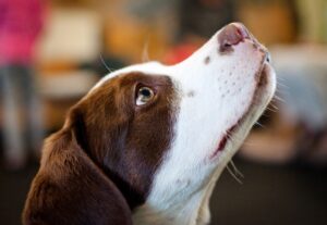 Inquisitive Canine Puppy Profile