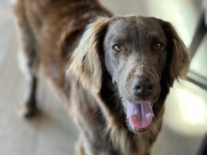 flat coat retriever
