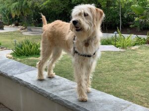 Penny Adolescent Dog - Inquisitive Canine