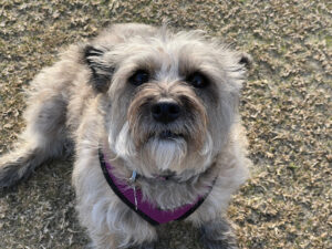 cairn terrier sitting