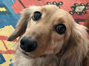 Dachshund close-up