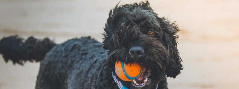Doodle on beach with ball