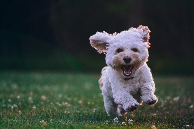 Small dog coming when called