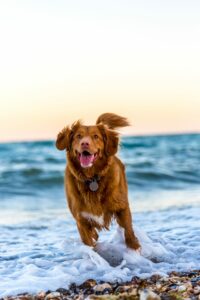 Retriever running on beach
