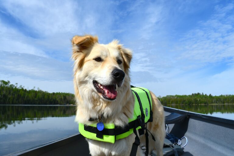 Dog on boat wearing life vest
