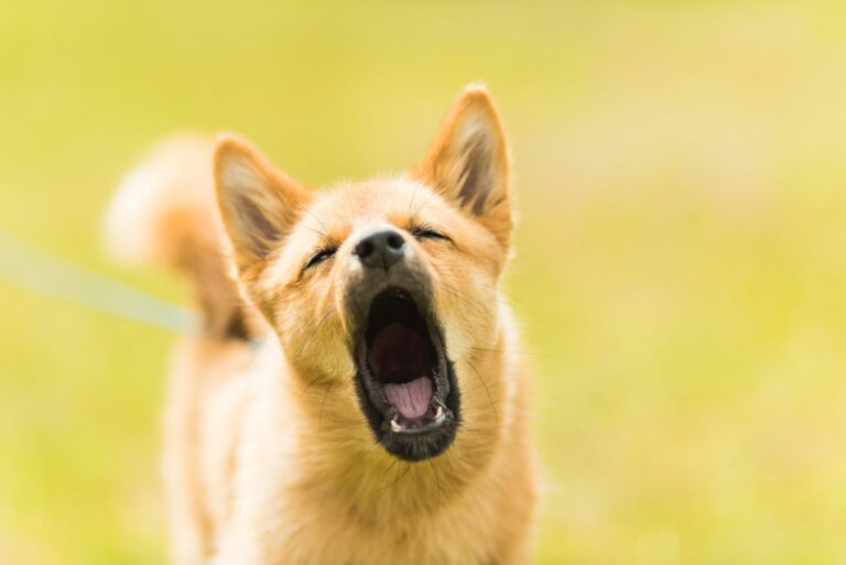 dog barking mouth open