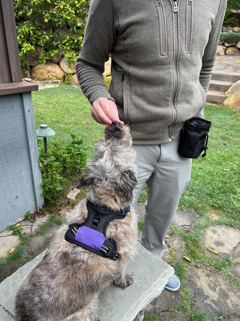 small dog harness and treat pouch