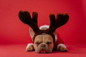 frenchie puppy with antlers costume