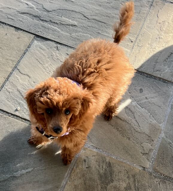 Mini poodle puppy