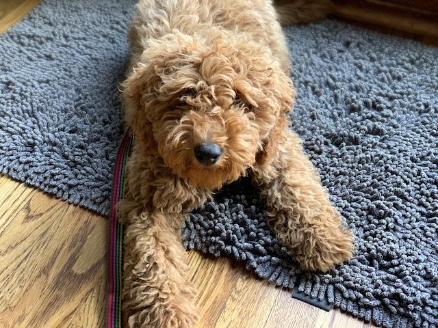 doodle lying down