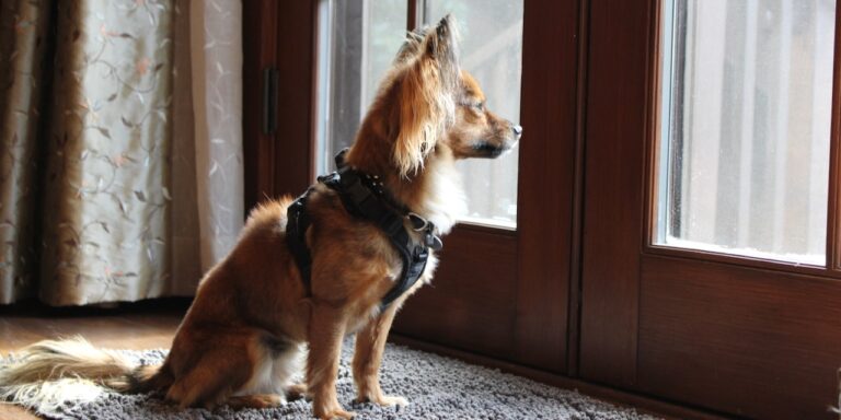 small dog sitting and looking out window