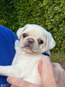 Blonde pug puppy