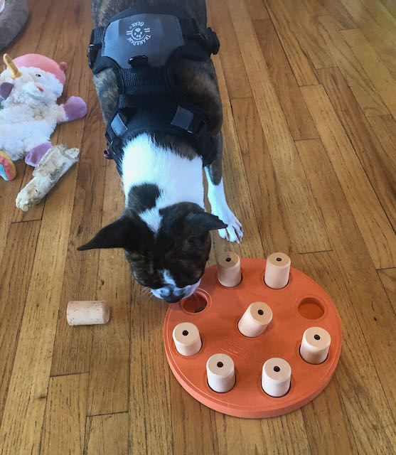 Boston Terrier Puppy with enrichment toys