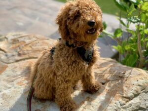 Mini Doodle Dog
