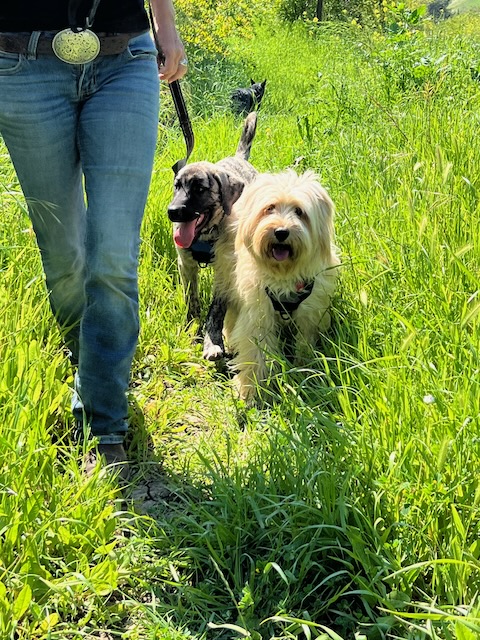 Two dogs walking on leash in grassy area