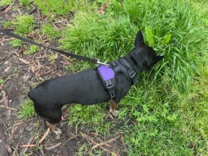 Leash walking dog