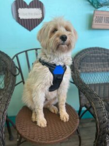dog wearing harness sitting in chair