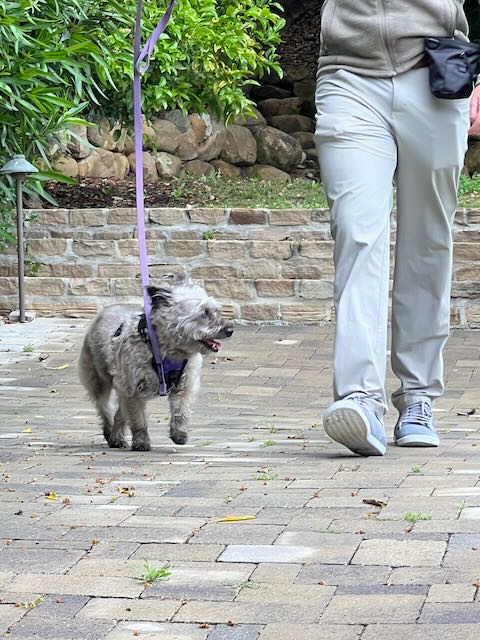 small dog walking on leash