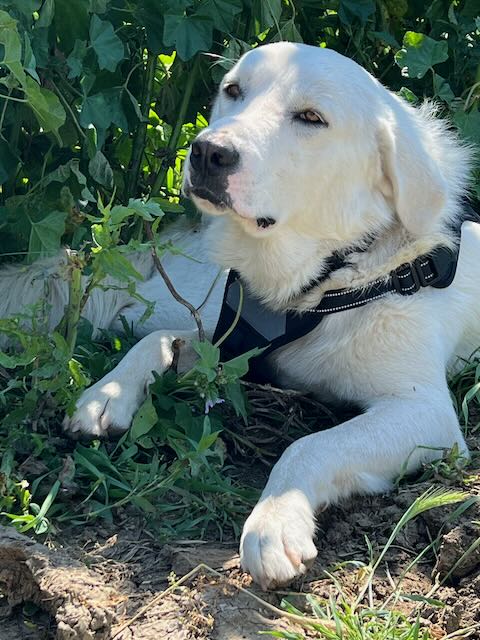 large dog wearing harness lying down in bushes