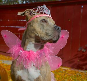 pit bull princess costume