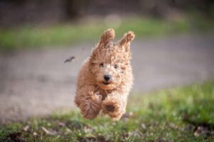 doodle dog running through air towards camera