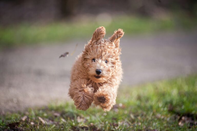 doodle dog running through air towards camera