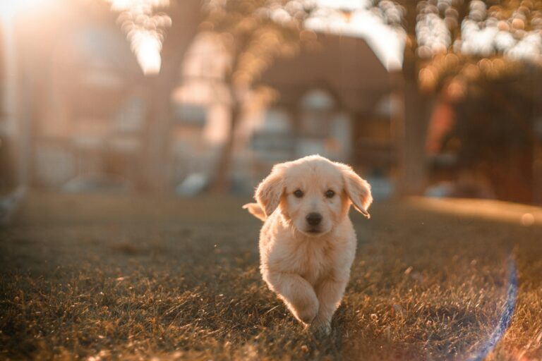 puppy running towards camera