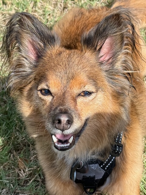 Ringo Starr the Dog Smiling