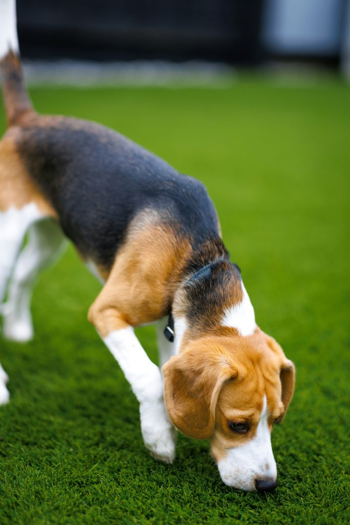 beagle sniffing
