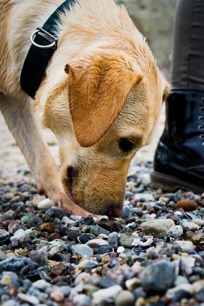 lab sniffing