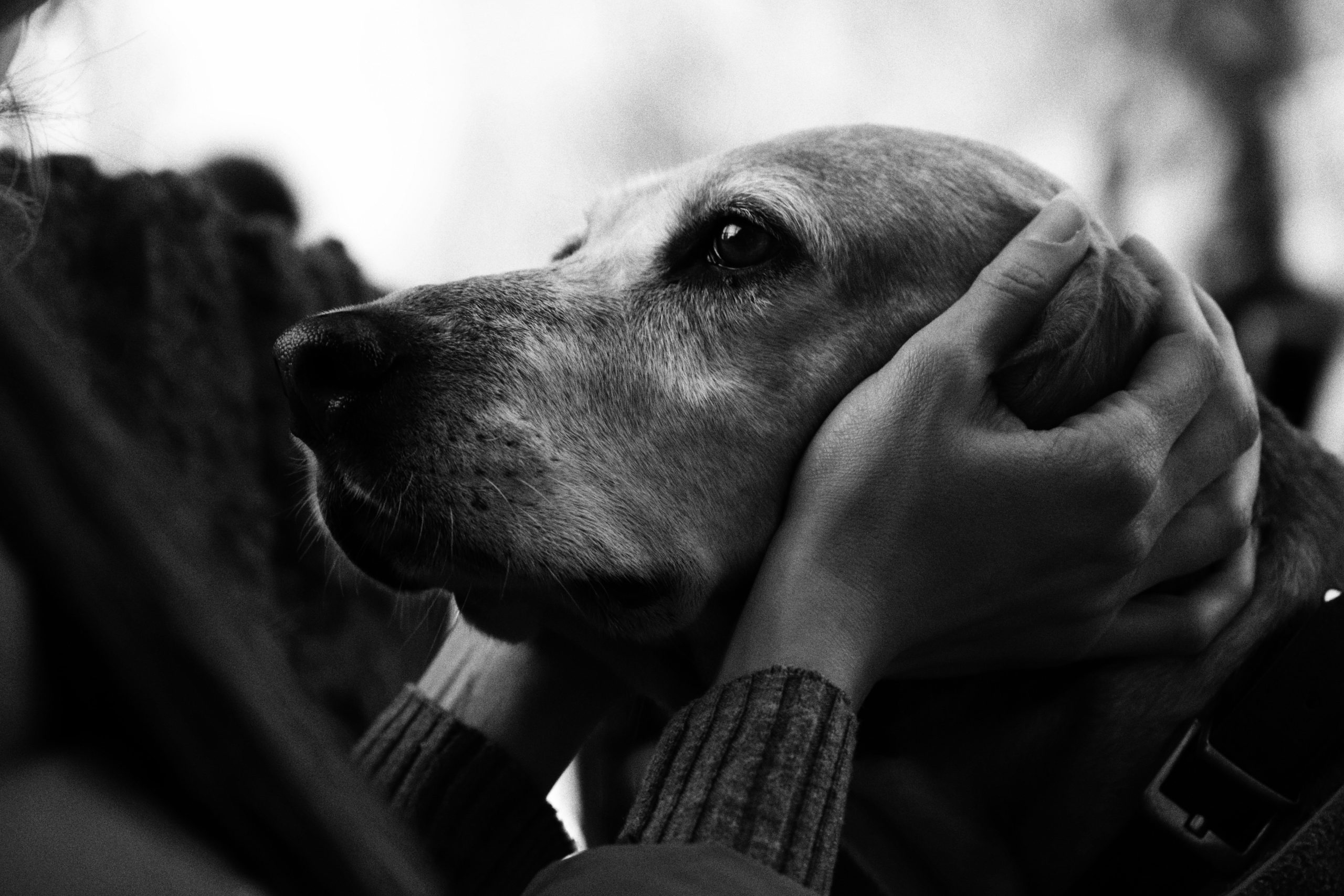 old dog