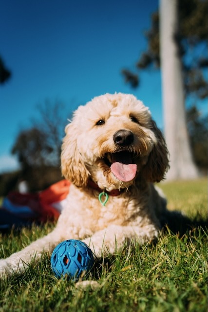 Doodle dog lying down in grass with ball