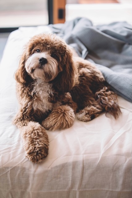 Small dog lying down on bed with head up looking at camera